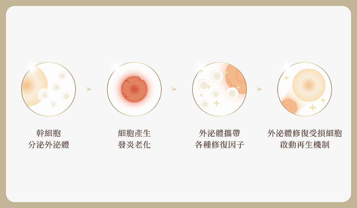 01_preventive_medicine https://sy-bac.com.tw/wp-content/uploads/2026/05/01_preventive_medicine_exovisa_-introduce_4.jpg