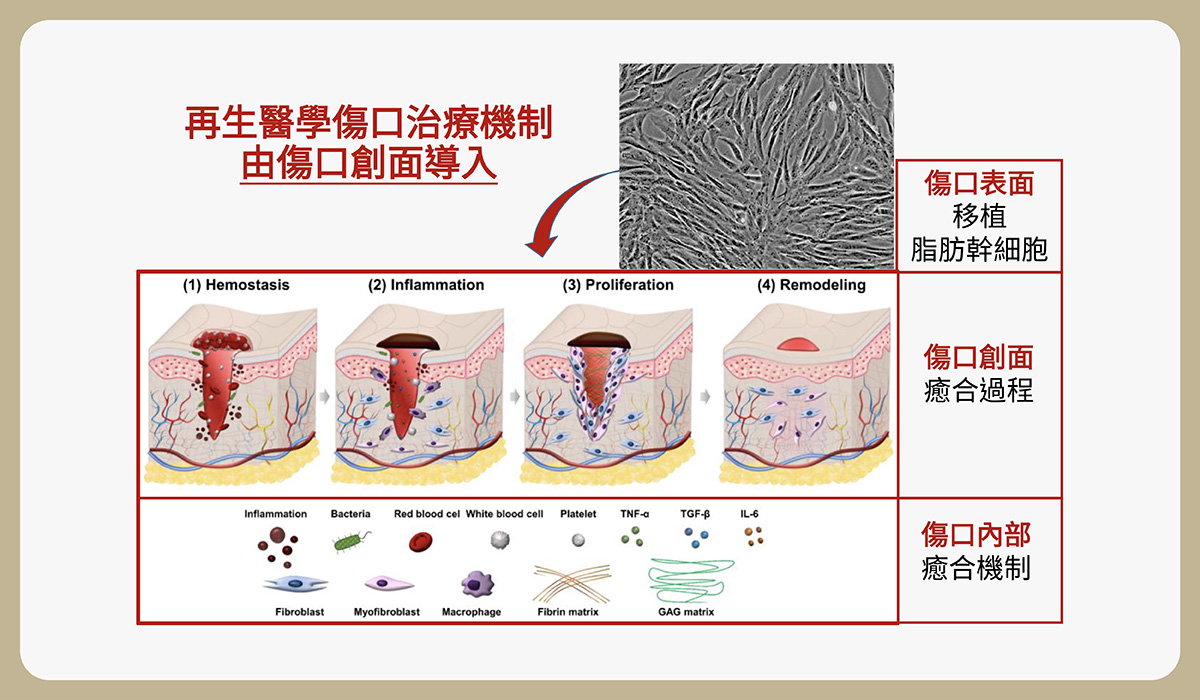 02_regenerative medicine https://sy-bac.com.tw/wp-content/uploads/2026/05/02_regenerative-medicine_stemcell_feature_1.jpg