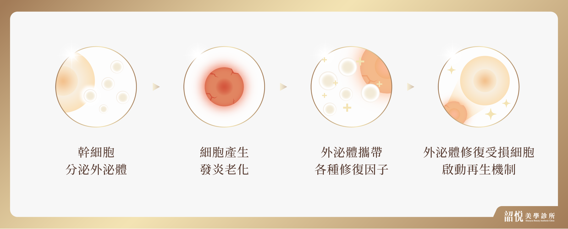外泌體再生療程：從細胞修復，啟動肌膚自癒力